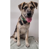 adopt-pet