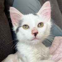 adopt-pet