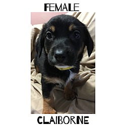 Thumbnail photo of Claiborne #2