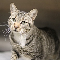 polk county animal control polk county animal control