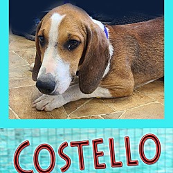 Photo of Costello