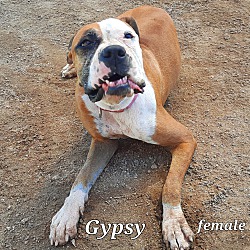 Thumbnail photo of Gypsy #2