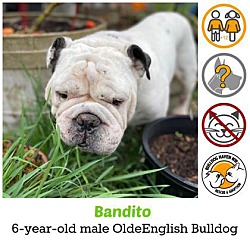 Thumbnail photo of Bandito #1