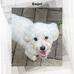 Photo of Bagel - IL