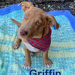 Thumbnail photo of Griffin #2