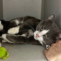 adopt a pet