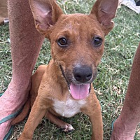 adopt a pet