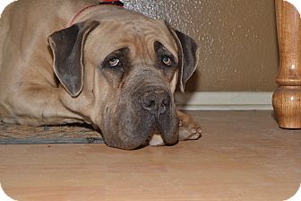 San Diego Ca Cane Corso Meet Darwin A Pet For Adoption