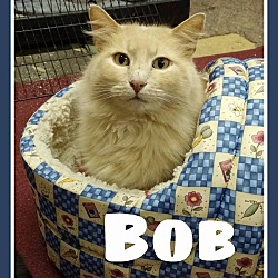 Thumbnail photo of Bob #1