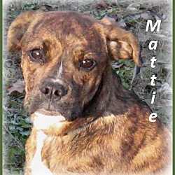 Thumbnail photo of Mattie- Really sweet pup! #4