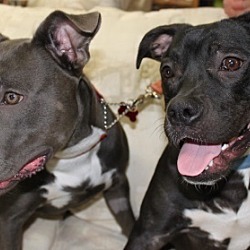 Thumbnail photo of Sapphire bonded with Sophie #3