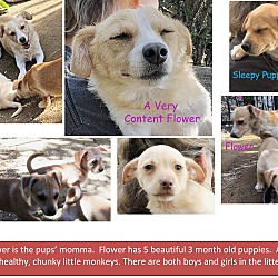 Thumbnail photo of Flower's Girl Puppers #4