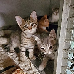 Photo of Grey tabby kittens