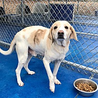 New Kent Animal Control Pound in New Kent, Virginia