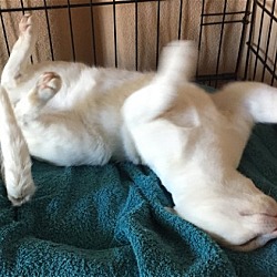 Thumbnail photo of Casper Very Playful #3