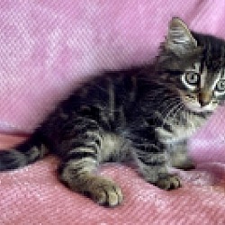 Photo of Rambo