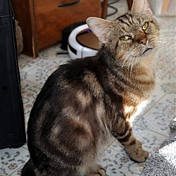 Thumbnail photo of Catsby #3