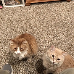 Photo of Gus and Walter  (2 cats)
