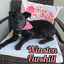Thumbnail photo of Winston Furchill #3