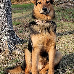 Thumbnail photo of TRENT THE GSD TEENAGER #4