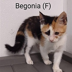 Photo of Begonia
