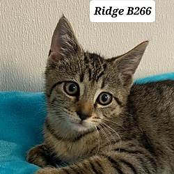Thumbnail photo of Ridge B266 #1