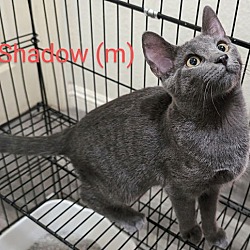 Thumbnail photo of Shadow #1