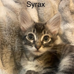 Thumbnail photo of Syrax #1