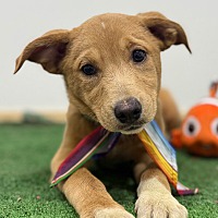 adopt a pet