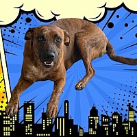 adopt a pet