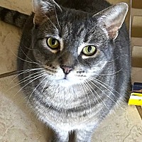 adopt-pet