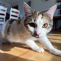 adopt a pet