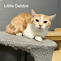 adopt-pet