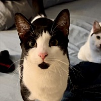 adopt a pet