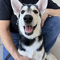 adopt a pet