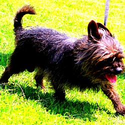 Thumbnail photo of Toto~adopted! #3