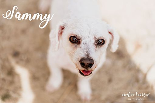 Evansville In Bichon Frise Meet Sammy A Pet For Adoption