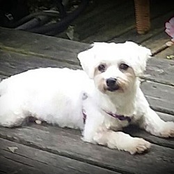 Thumbnail photo of Candy 3yr Adopted #2