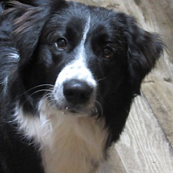 36 Top Pictures Border Collie Puppies Rescue Ohio : Max And Neo Donation News Page 2 Max And Neo