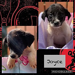 Photo of Joyce
