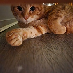 Photo of Mango