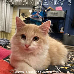 Photo of Cotton Candy 3