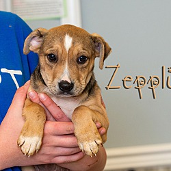 Photo of Zepplin
