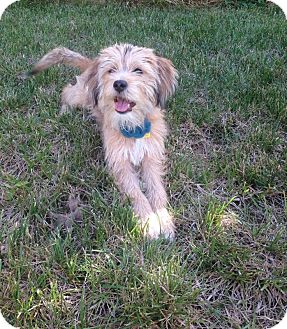 Syracuse Ny Cairn Terrier Meet Tupelo Honey A Pet For Adoption