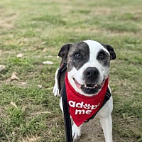 adopt a pet
