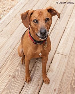 find a pet to adopt petsmart charities find a pet to adopt petsmart charities