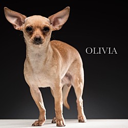 Thumbnail photo of Olivia #2
