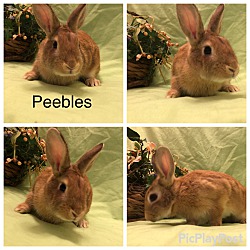 Photo of Peebles