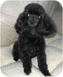 Dover Ma Poodle Toy Or Tea Cup Meet Ruby Teacup A Pet For Adoption