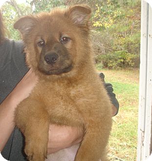 chow chow wolf mix